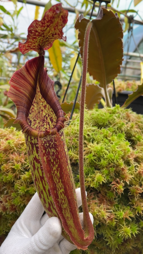 N. maxima - wavy leaf - clone #9: BE-3786