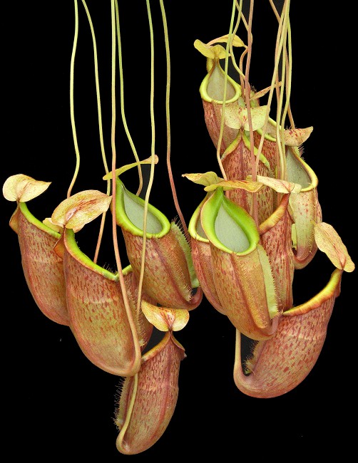 N. spathulata x glabrata – assorted clones: BE-3790