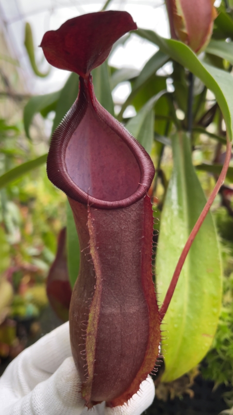 N. spathulata x tobaica - selected clone: BE-3794