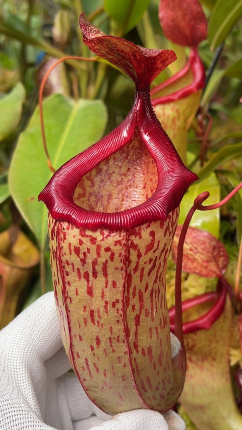 Nepenthes ‘Mimi’ - selected cultivar: BE-3823