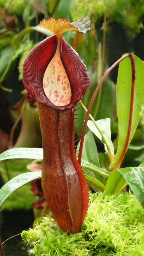 N. ramispina x singalana – selected clone: BE-3829