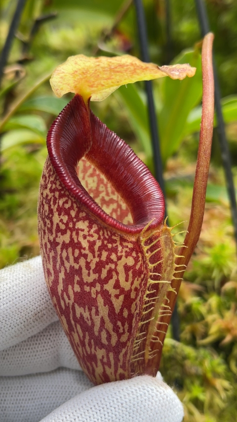 N. talangensis - selected clone: BE-3835