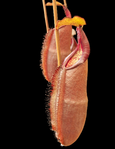 N. densiflora - Gng Lueser: BE-3837