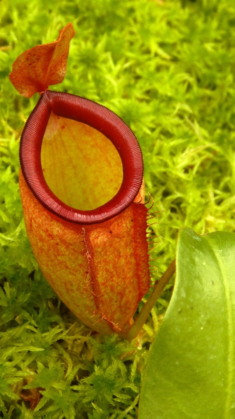 N. ampullaria x campanulata - best selected clone: BE-3840