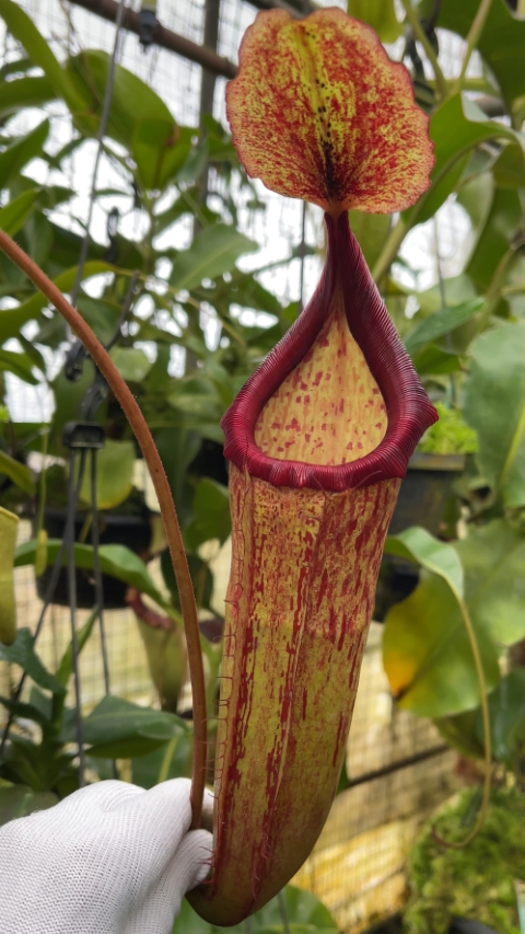 N. (veitchii x lowii) x samudera - assorted clones: BE-3844