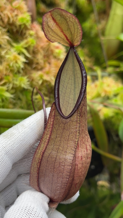 N. tentaculata – selected clone: BE-3870