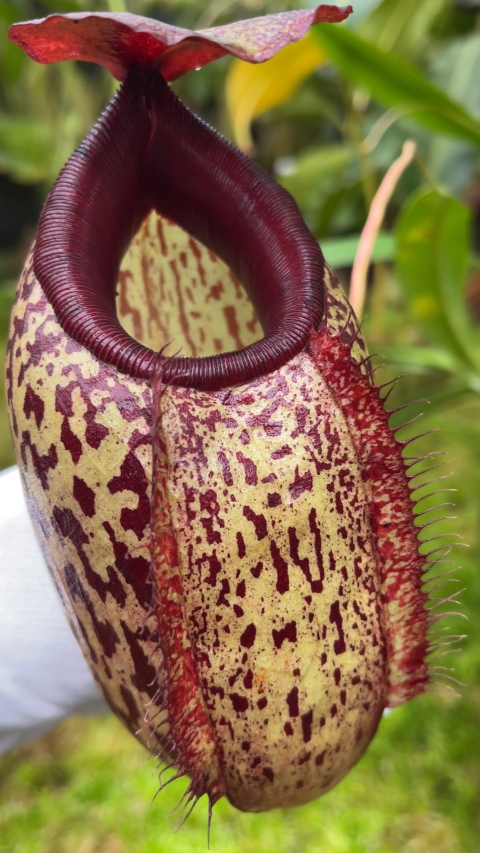 N. merrilliana x aristolochioides – best selected clones: BE-3877