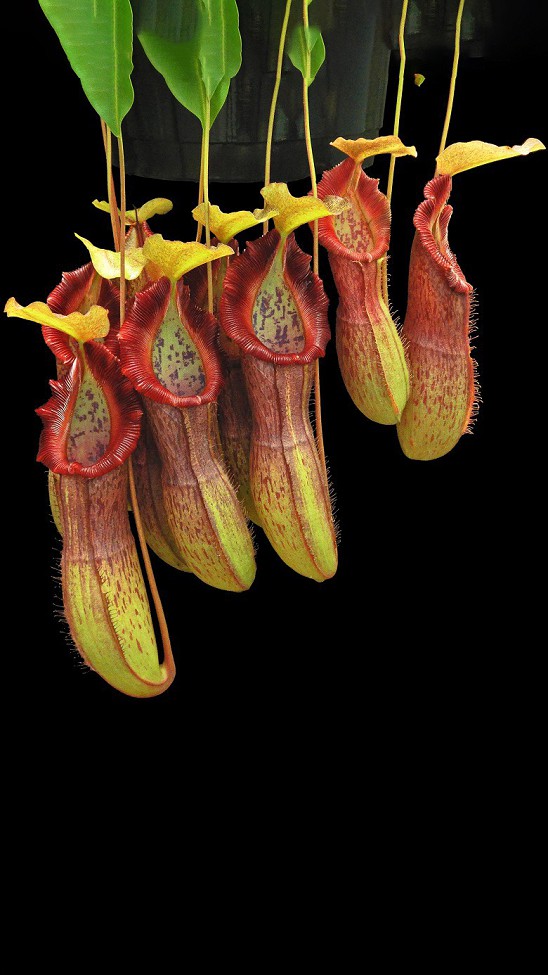 N. singalana x burkei - selected clone: BE-3878