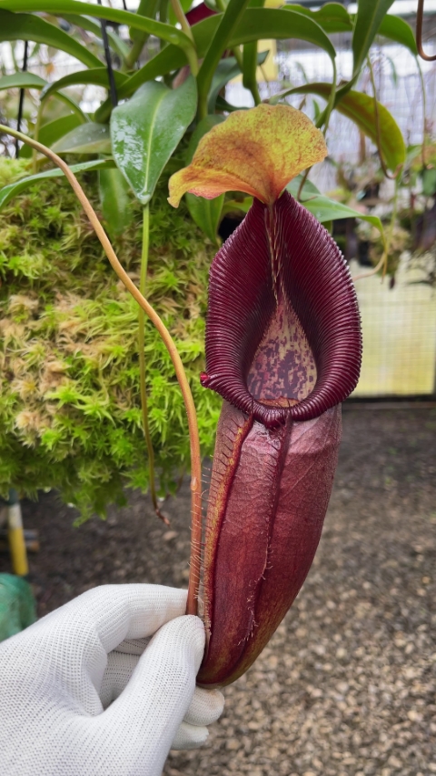 N. singalana x ovata – assorted clones: BE-3882