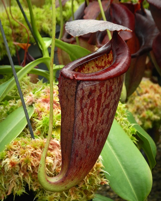 N. glandulifera x tenuis – assorted clones: BE-3891