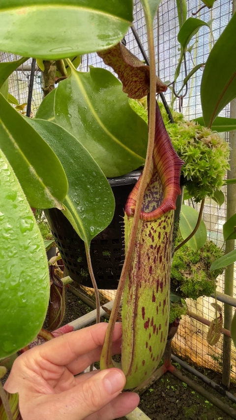 N. robcantleyi x zakriana: BE-3893