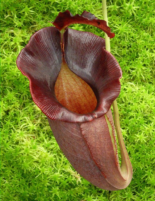 N. spathulata x jacquelineae – best selected clone: BE-3894