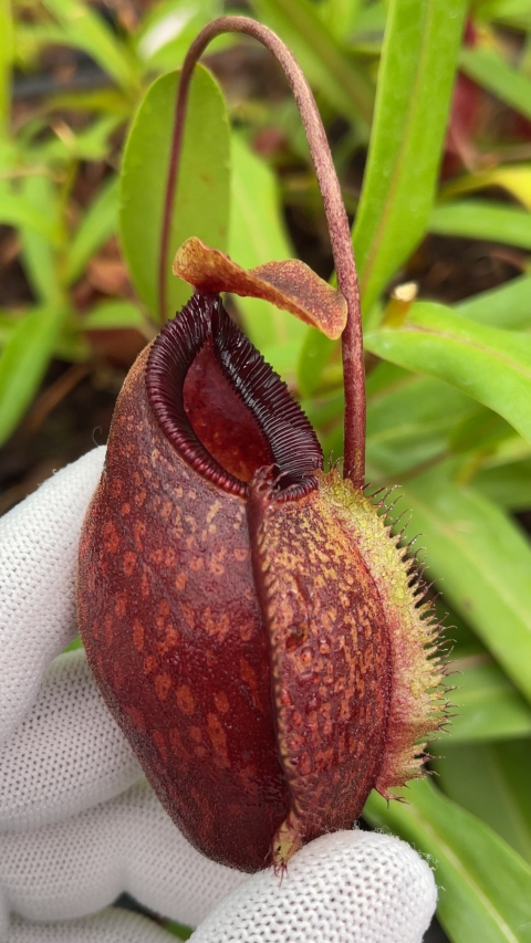 N. aristolochioides x diabolica - assorted clones from cuttings: BE-3898