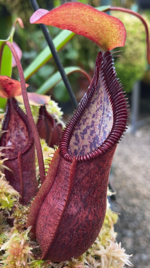 N. singalana x diabolica – assorted clones from cuttings: BE-3900