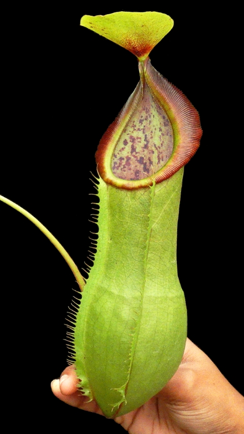 N. spathulata x tobaica – yellow-green: BE-3903