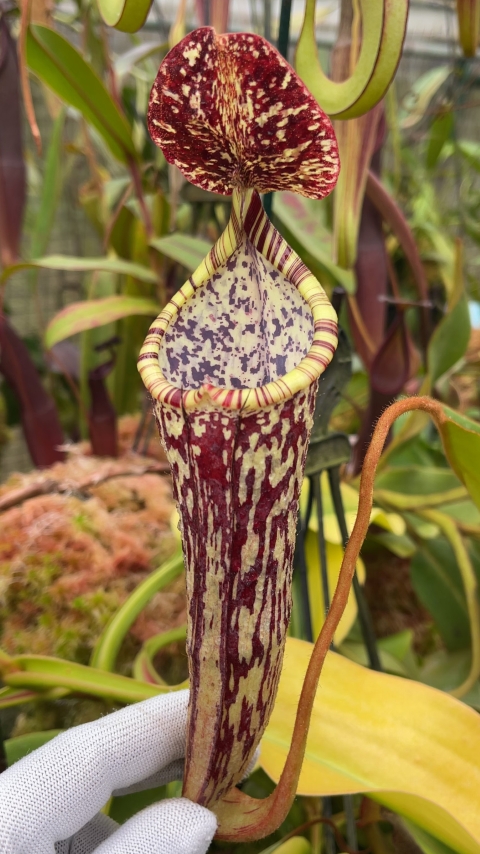 N. stenophylla – best selected clone: BE-3905