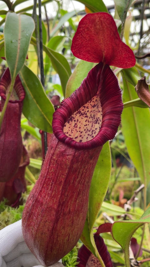 N. petiolata - assorted clones: BE-3913