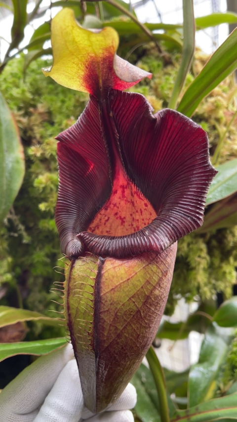 N. ovata – selected clone: BE-3919