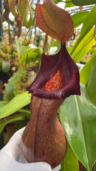 N. ventricosa x robcantleyi – assorted clones: BE-3923