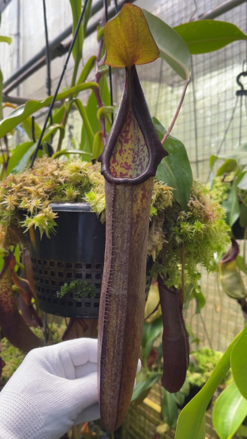 N. ramispina x robcantleyi – best two selected clones: BE-3939