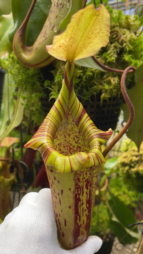 N. platychila x robcantleyi - assorted clones: BE-3946