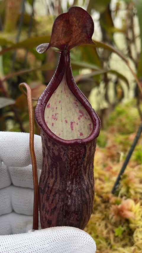 N. ceciliae - assorted clones: BE-3956