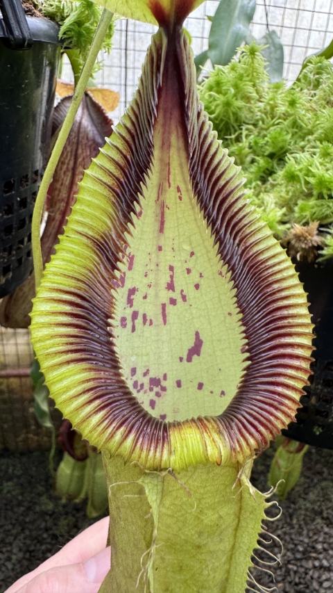 N. robcantleyi x hamata - assorted clones: BE-3958