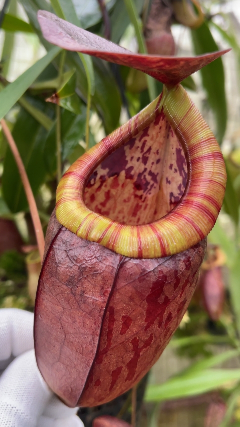 N. eustachya x tenuis - assorted clones: BE-3971