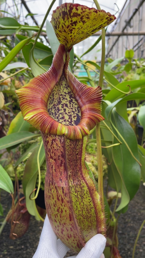 N. spathulata x (burbidgeae x edwardsiana): BE-3978