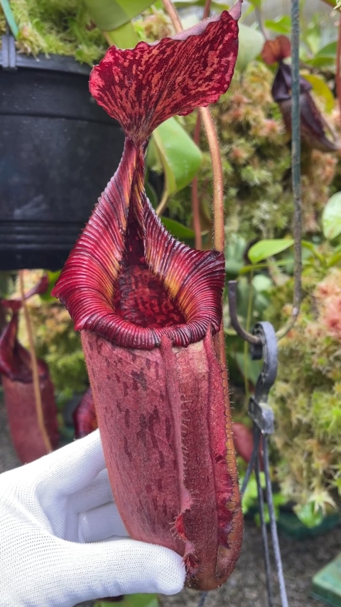 N. (veitchii x lowii) x (burbidgeae x edwardsiana) - assorted clones: BE-3980