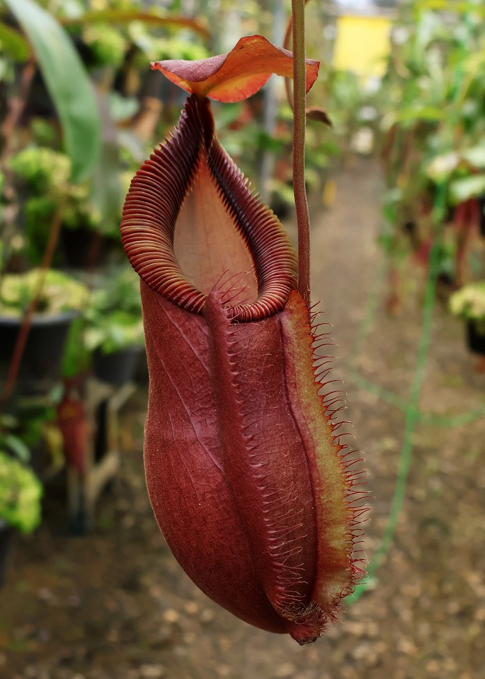 N. spathulata x diabolica – assorted clones: BE-3983