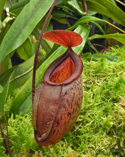 N. (hamata x glabrata) x tenuis – assorted clones: BE-3985