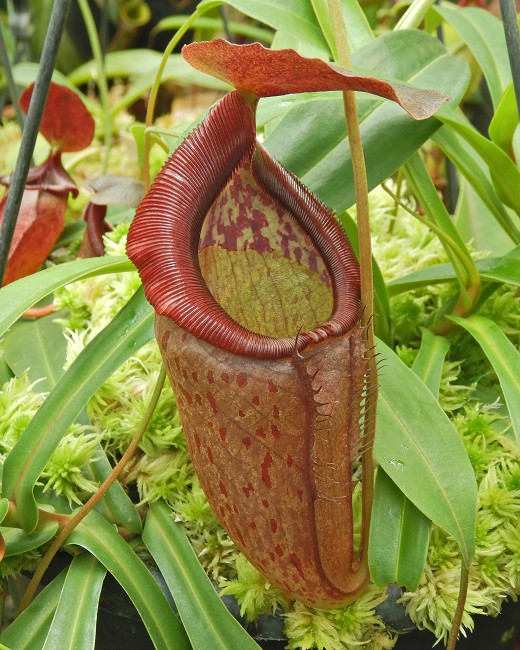 N. singalana x tenuis – assorted clones: BE-3988