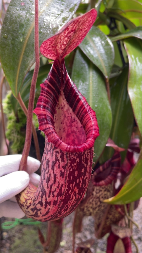 N. spectabilis x bongso - best selected clone: BE-3991