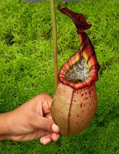 N. (veitchii x mira) x (burbidgeae x edwardsiana) - assorted clones: BE-3992