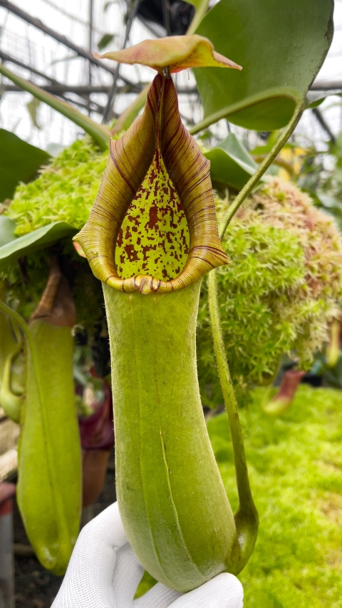 N. truncata - SBG: BE-4001