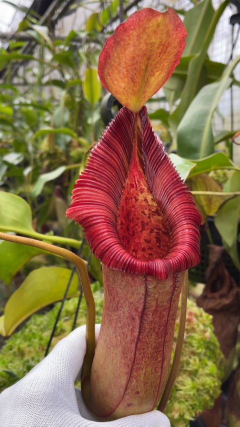 N. x ‘trusmadiensis’ x robcantleyi – assorted clones: BE-4022