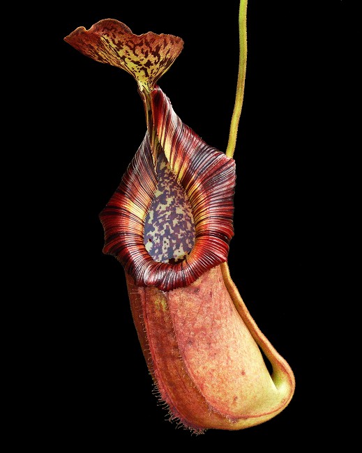 N. robcantleyi x (burbidgeae x edwardsiana) – assorted clones: BE-4023