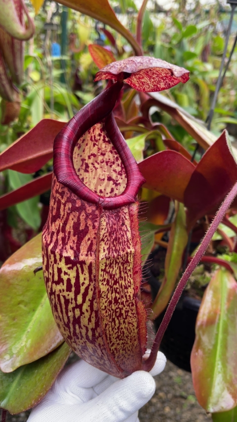 N. peltata x samudera - assorted clones: BE-4024