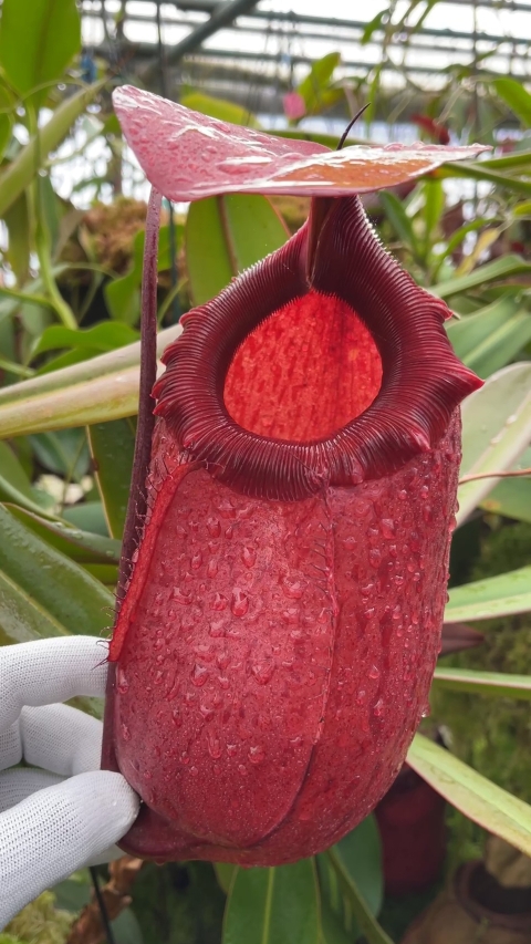 N. sibuyanensis x merrilliana – selected clones: BE-4026