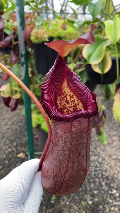 N. (ventricosa x sibuyanensis) x robcantleyi – assorted clones: BE-4031