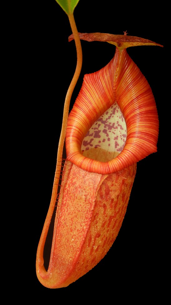 N. petiolata x flava – assorted clones: BE-4035