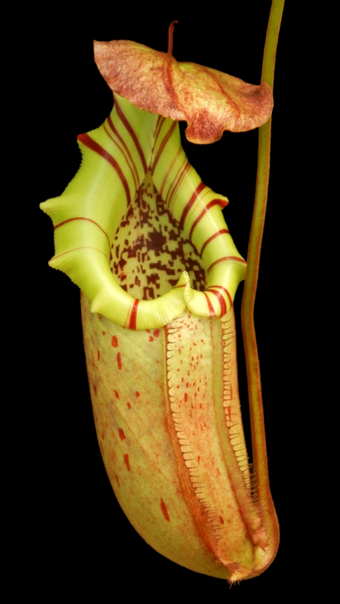 N. burbidgeae x robcantleyi – selected clone: BE-4038