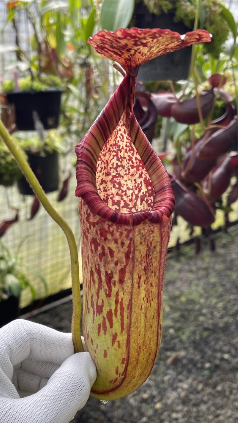 N. burbidgeae x petiolata - assorted clones: BE-4042