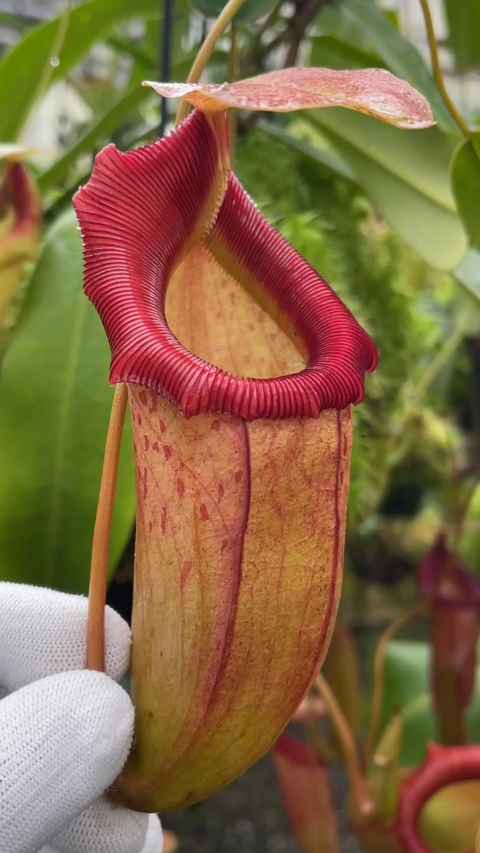 N. burkei x flava: BE-4046