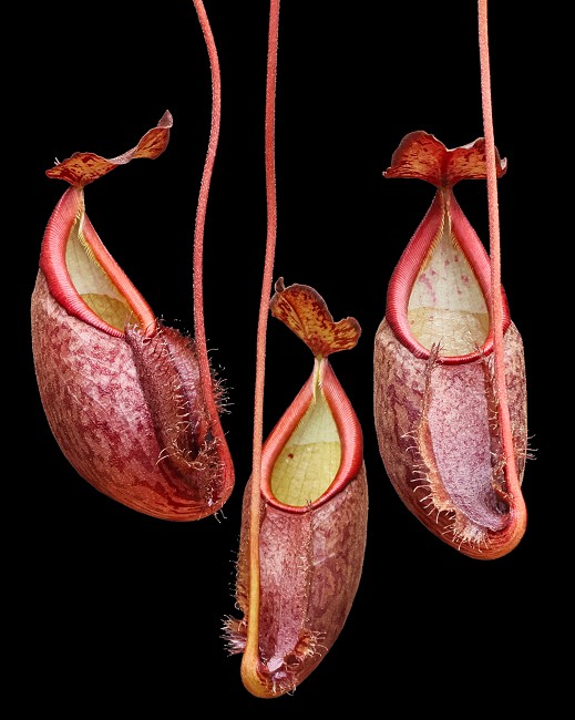 N. gymnamphora – Talakmau - assorted clones: BE-4059