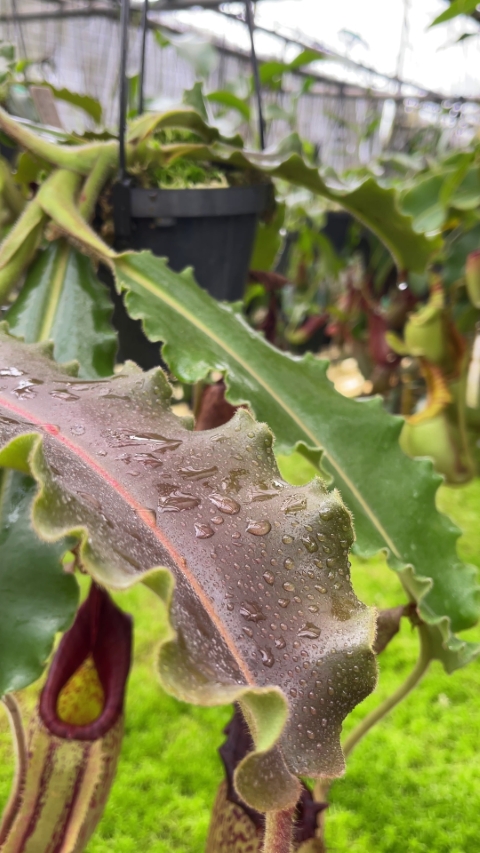 N. veitchii x maxima: BE-4061