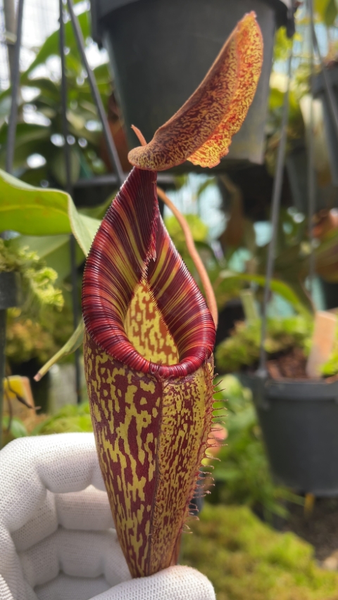N. talangensis x spectabilis: BE-4063