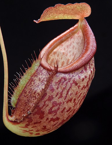 N. gymnamphora x tenuis - seed grown: BE-4069