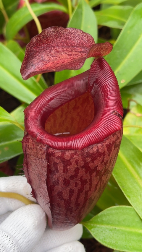 N. mira x tenuis – assorted clones: BE-4070